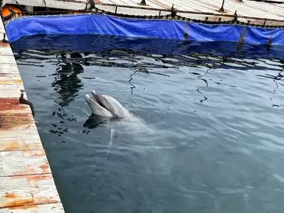 うみたま体験パーク「つくみイルカ島」 3枚目