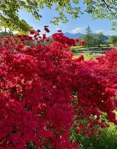 長峰公園（栃木県矢板市）