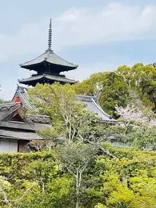 仁和寺の桜
