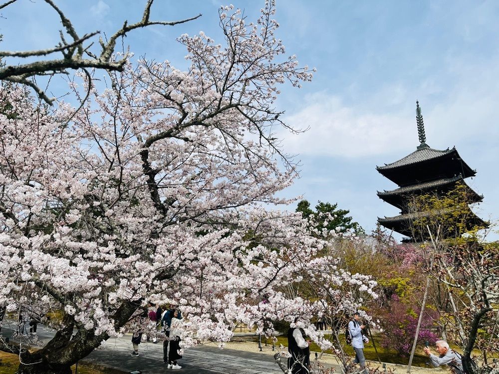 Merryさんが投稿した仁和寺の桜に関する口コミの画像