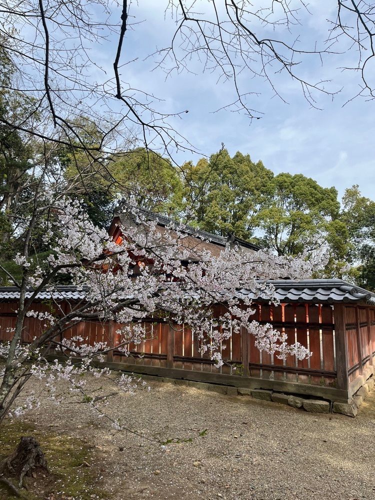 Merryさんが投稿した仁和寺の桜に関する口コミの画像