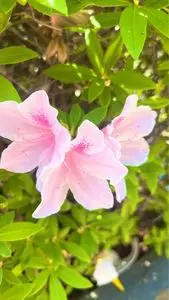久喜菖蒲公園
