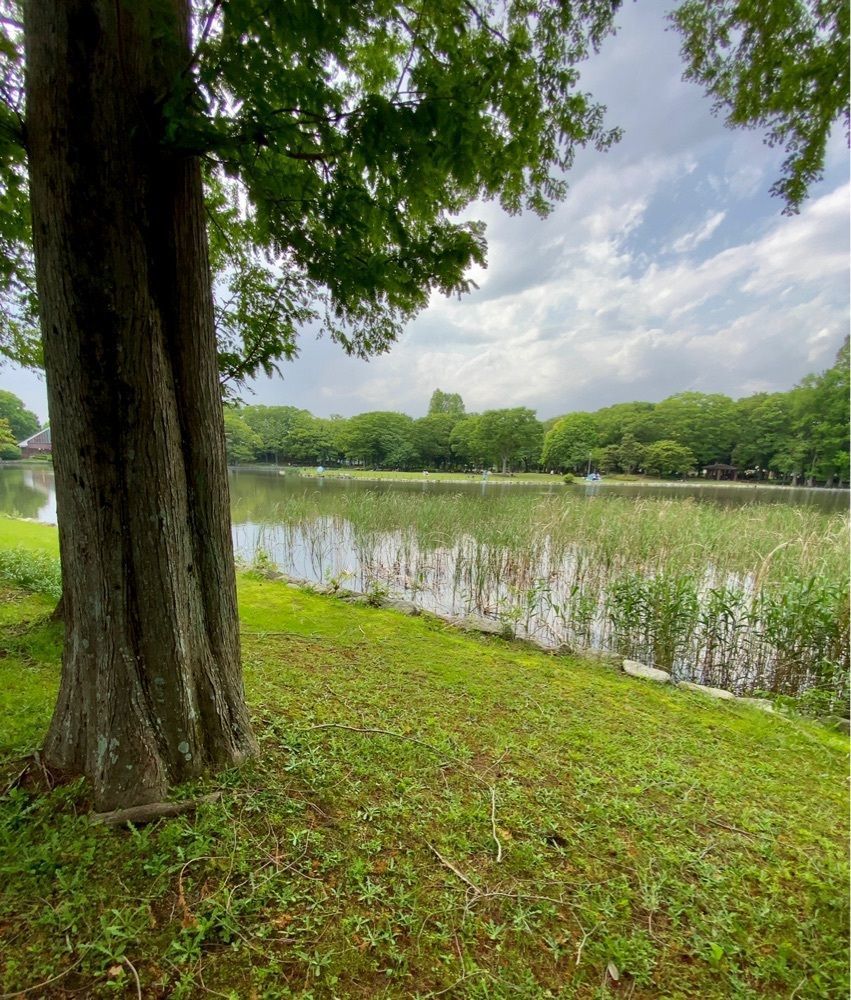 mariさんが投稿した洞峰公園に関する口コミの画像