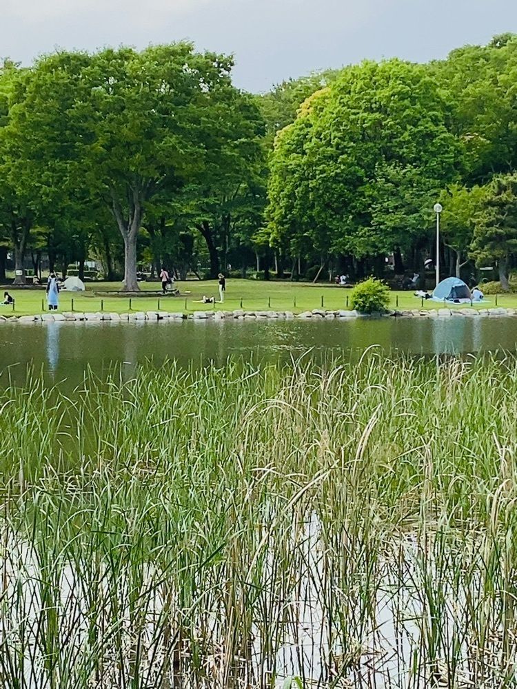 mariさんが投稿した洞峰公園に関する口コミの画像