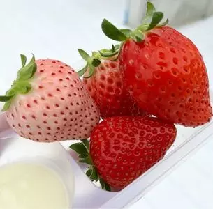 村上いちご園