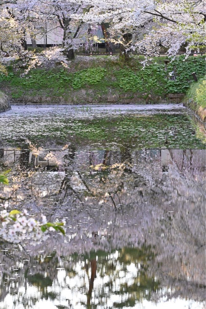 佳さんが投稿した弘前城植物園に関する口コミの画像