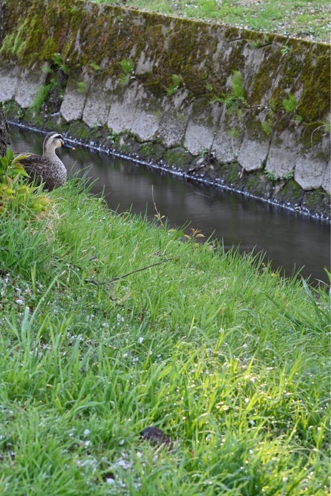 佳さんが投稿した弘前城植物園に関する口コミの画像