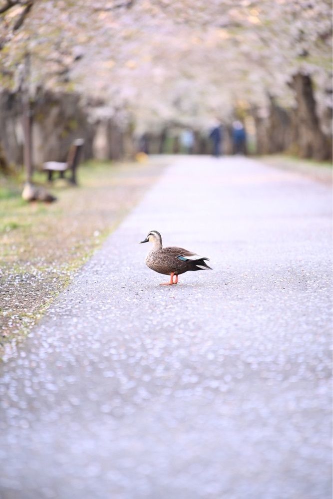 佳さんが投稿した弘前城植物園に関する口コミの画像