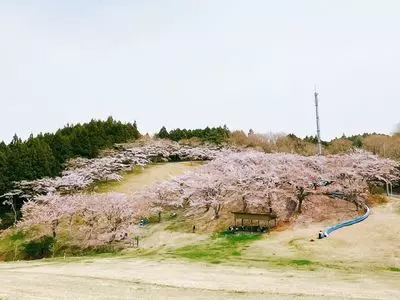 加護坊山の桜