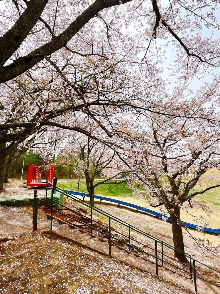 猫なぎ。さんが投稿した加護坊山の桜に関する口コミの画像
