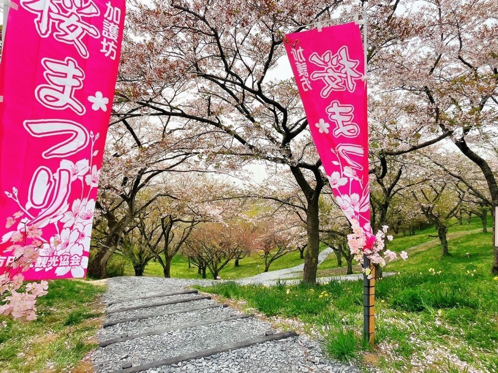 猫なぎ。さんが投稿した加護坊山の桜に関する口コミの画像