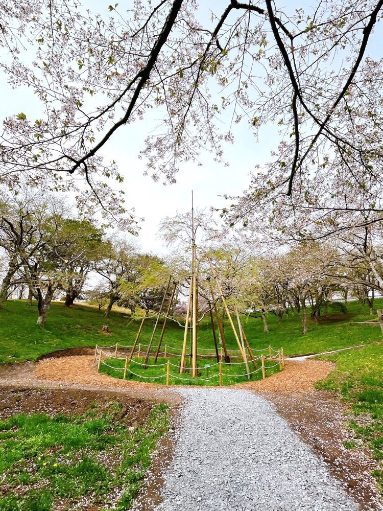 猫なぎ。さんが投稿した加護坊山の桜に関する口コミの画像