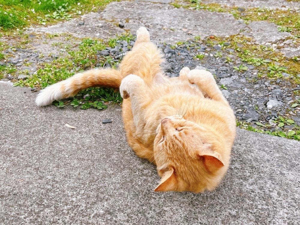 猫なぎ。さんが投稿した咲楽亭に関する口コミの画像