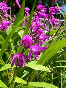 池田城址公園 3枚目