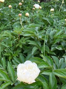 池田城址公園 4枚目