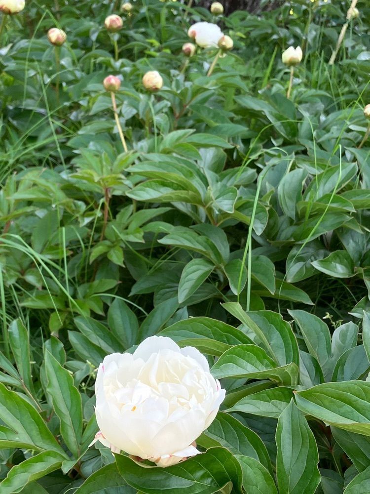 やまくりさんが投稿した池田城址公園に関する口コミの画像