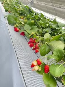 いちごの里 めぶきファーム
