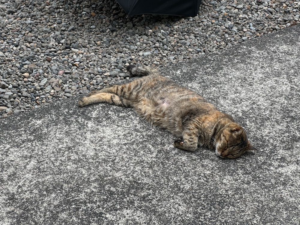 mt0130さんが投稿した農福連携レストラン 天空の豆畑に関する口コミの画像
