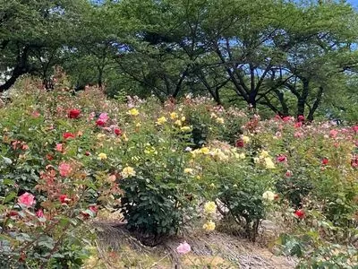 種松山公園西園地