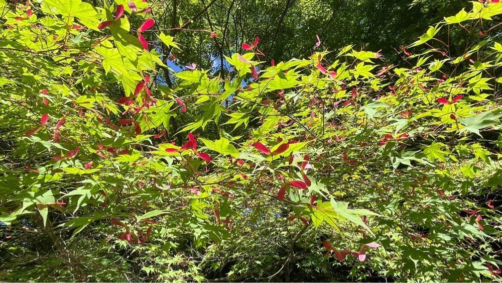 みぃさんが投稿した旅館　竹屋敷に関する口コミの画像