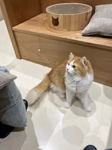Cat Cafe MOFF モラージュ菖蒲店（キャット カフェ モフ）