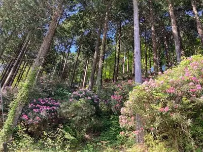 蛇峠山