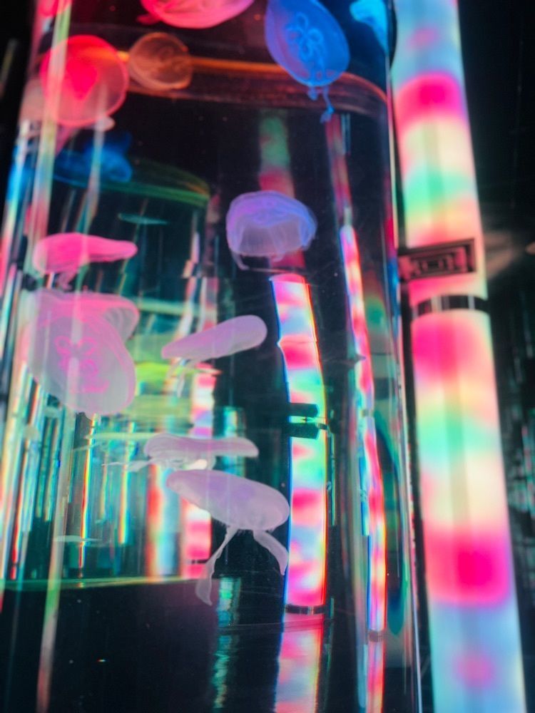 r_Rhapsodyさんが投稿したDMMかりゆし水族館に関する口コミの画像