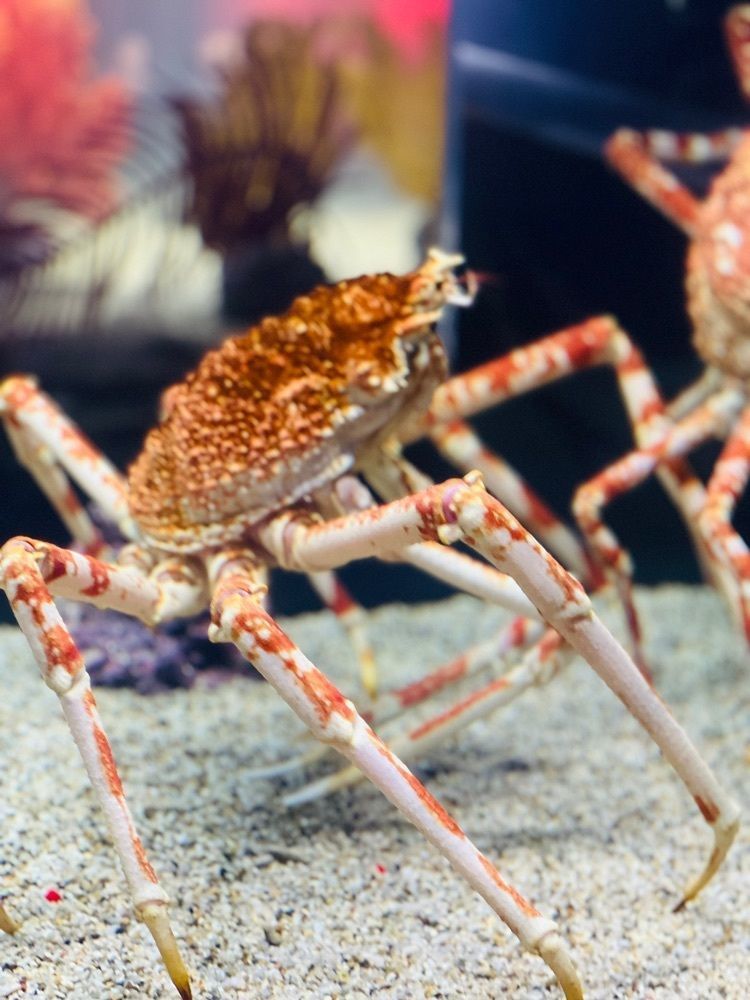 r_Rhapsodyさんが投稿したDMMかりゆし水族館に関する口コミの画像