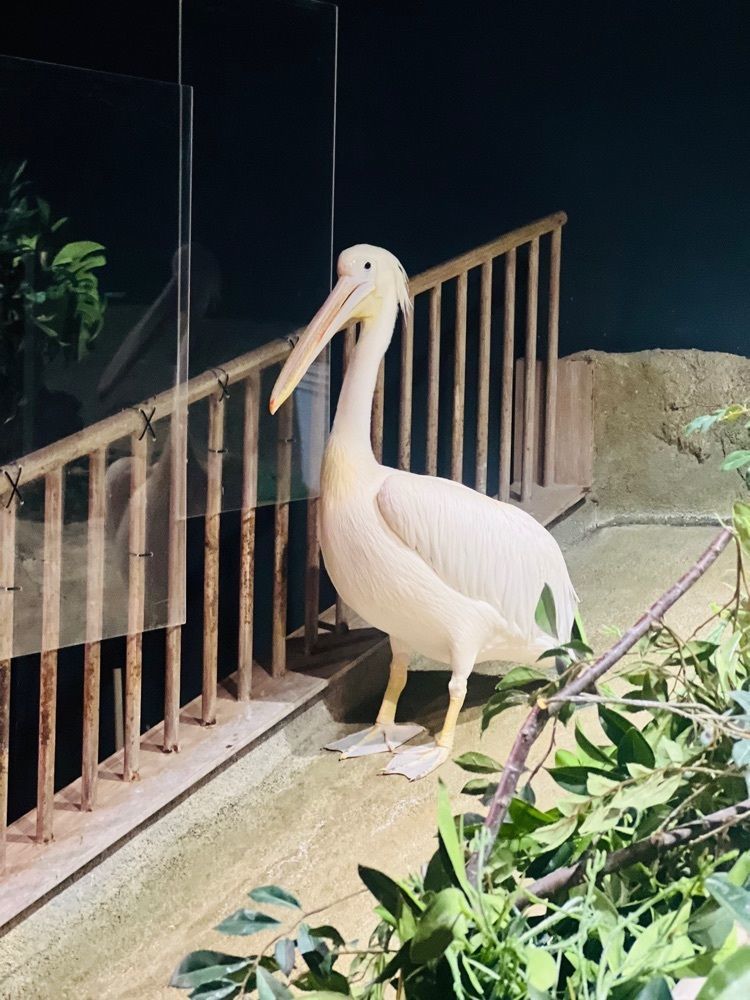 r_Rhapsodyさんが投稿したDMMかりゆし水族館に関する口コミの画像