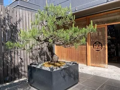 ラフォーレ原宿