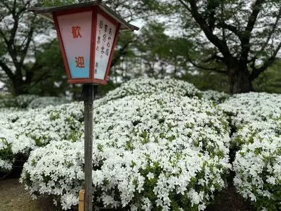 松ヶ池公園の白つつじ