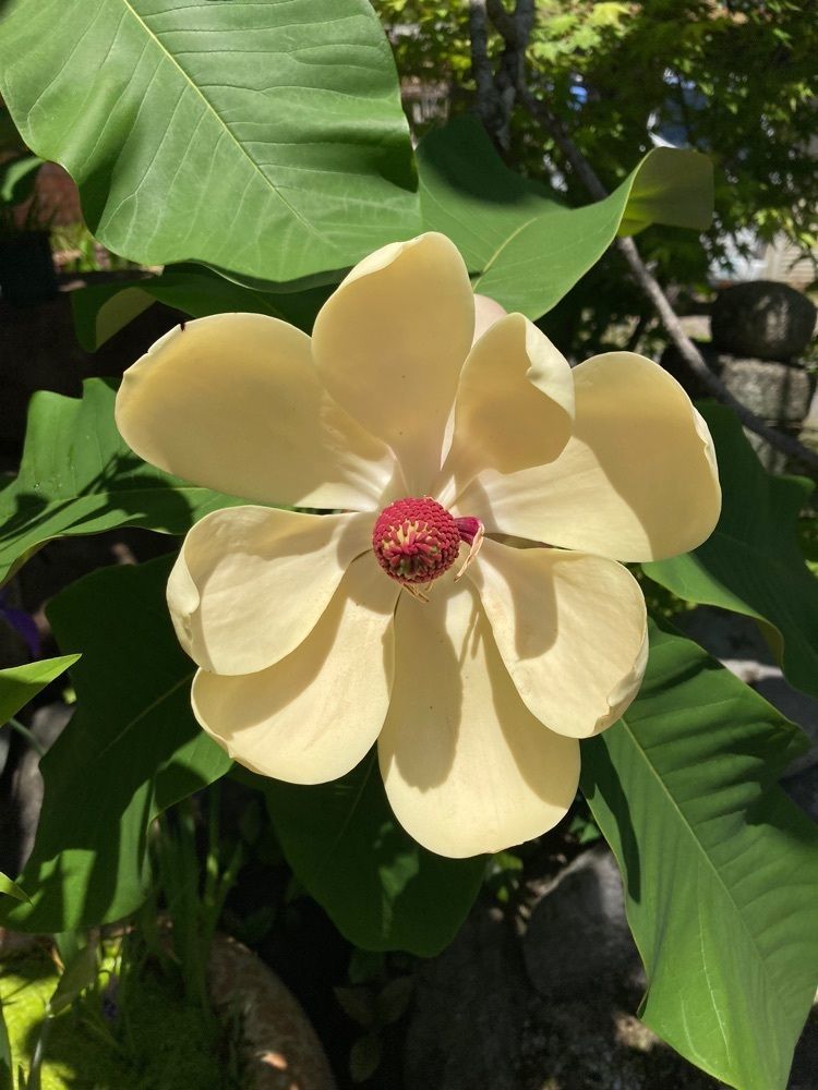 ふみさんが投稿したあだし野（あだしの）に関する口コミの画像