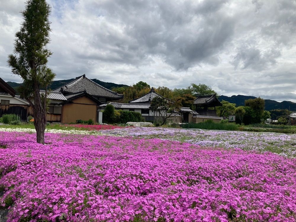 ふみさんが投稿した安居院（飛鳥寺）に関する口コミの画像