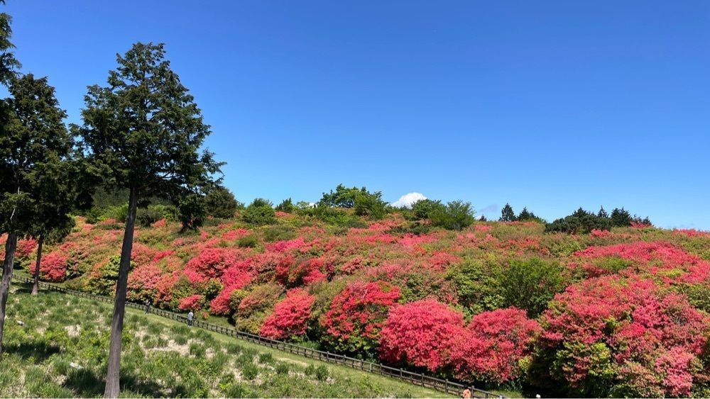 みぃさんが投稿した船窪つつじ公園に関する口コミの画像