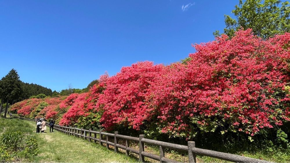 みぃさんが投稿した船窪つつじ公園に関する口コミの画像