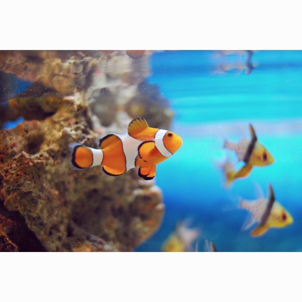 ぱん太郎さんが投稿した男鹿水族館GAOに関する口コミの画像