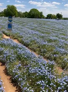 花夢の里