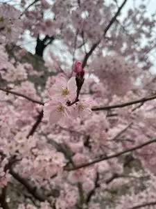 津山城（鶴山公園）