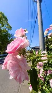 けやき寿司