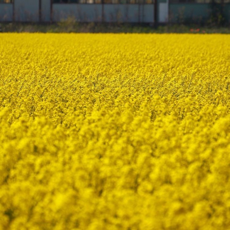 mikkoさんが投稿した東追分駅に関する口コミの画像