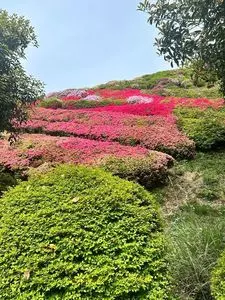 姫の沢公園のツツジ