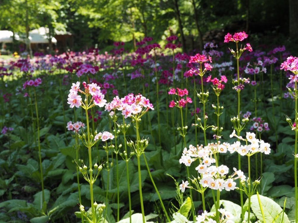Howl Monさんが投稿した九十九谷森林公園に関する口コミの画像
