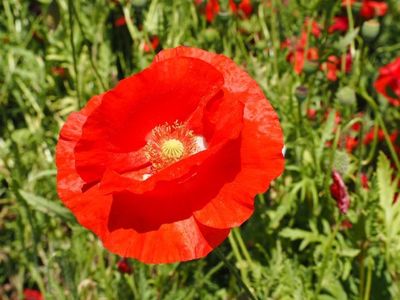 たかぎ農村交流研修センター 5枚目