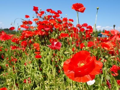 たかぎ農村交流研修センター 6枚目
