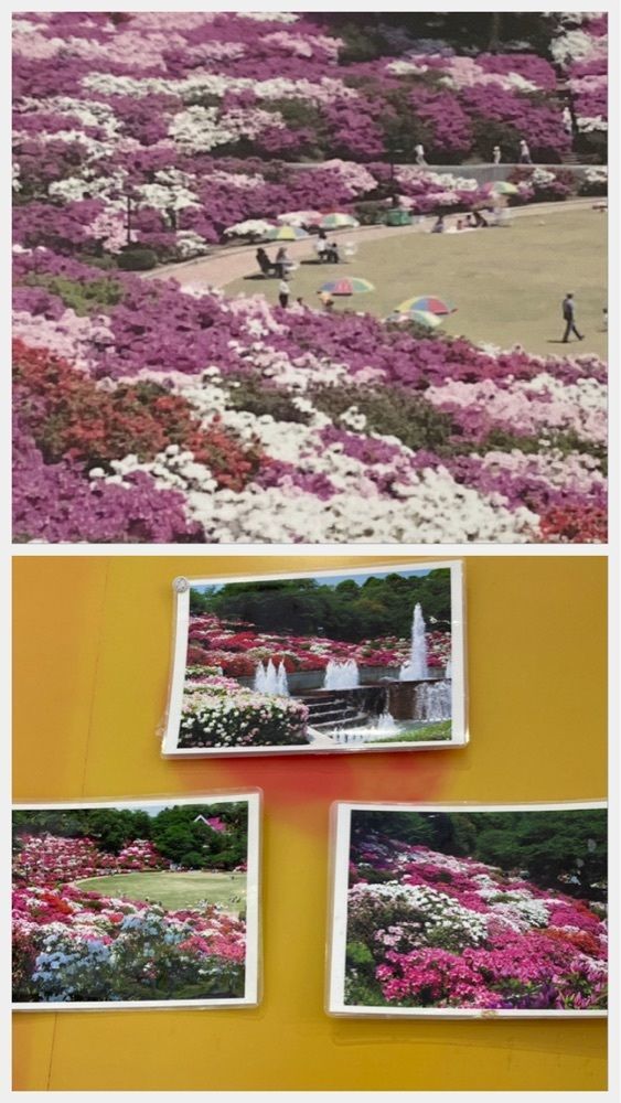 delicious_museum_7212さんが投稿した西山公園に関する口コミの画像