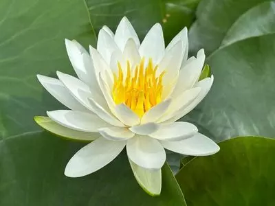 永心寺