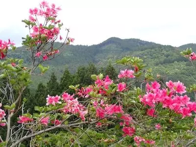 シブカワツツジ群落