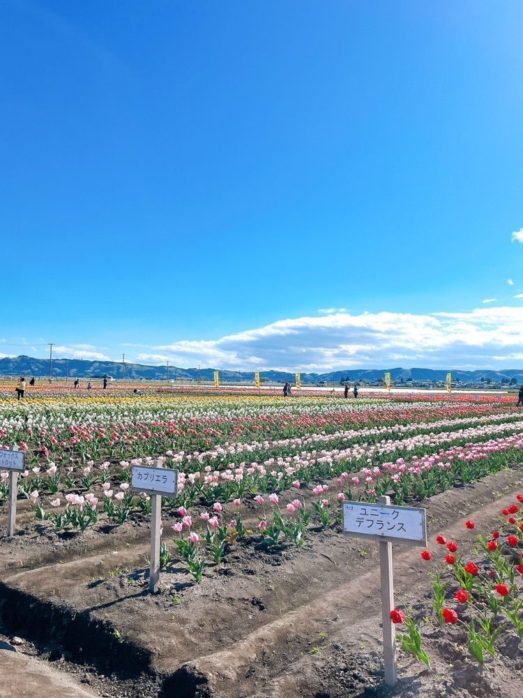 猫なぎ。さんが投稿した道の駅 米山に関する口コミの画像
