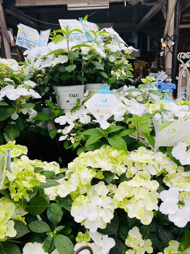 けんけんさんが投稿したガーデンカフェ オコジュ（Garden cafe Au coju）に関する口コミの画像