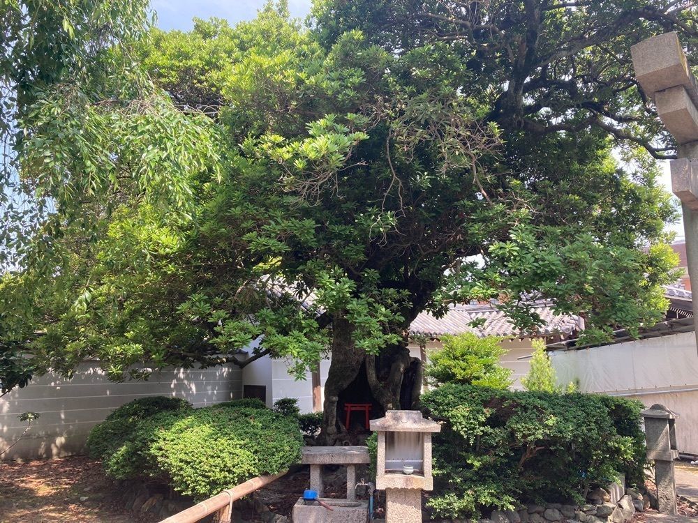 ふみさんが投稿した養源院に関する口コミの画像